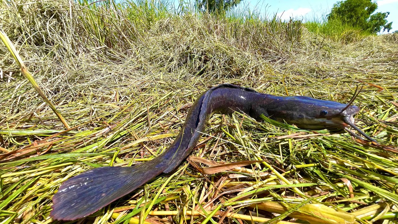 Top amazing fishing videos, catching lots of fish under straw in the rice fields