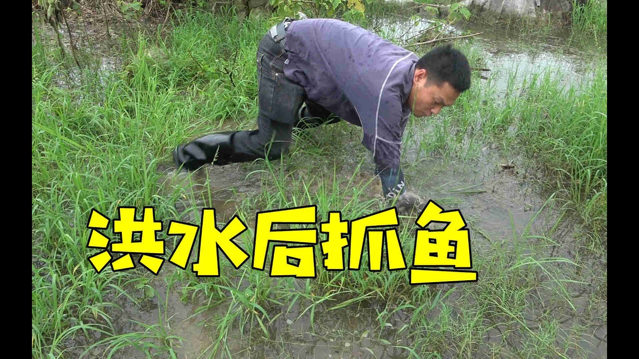 暴雨引发洪水，好多鱼儿抢水进入草地，阿琪抓到手软，太过瘾了【农村阿琪】