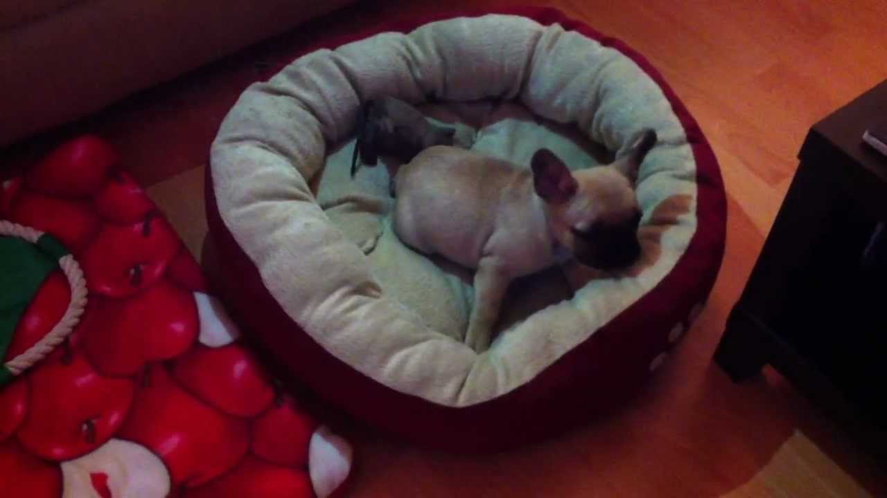 Crazy Bed Digging/Playing - Zoey the French Bulldog