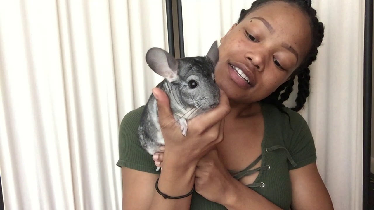 Bonding with your Chinchilla