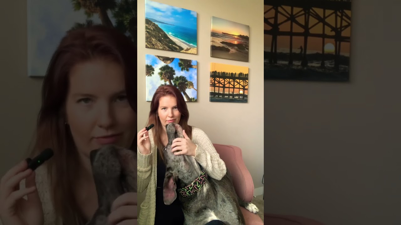 How much MONEY did my dog make as a pet influencer this year?