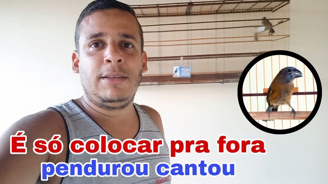 Meu filhote de azulão está cantando muito. É só colocar pra fora que ele já canta 