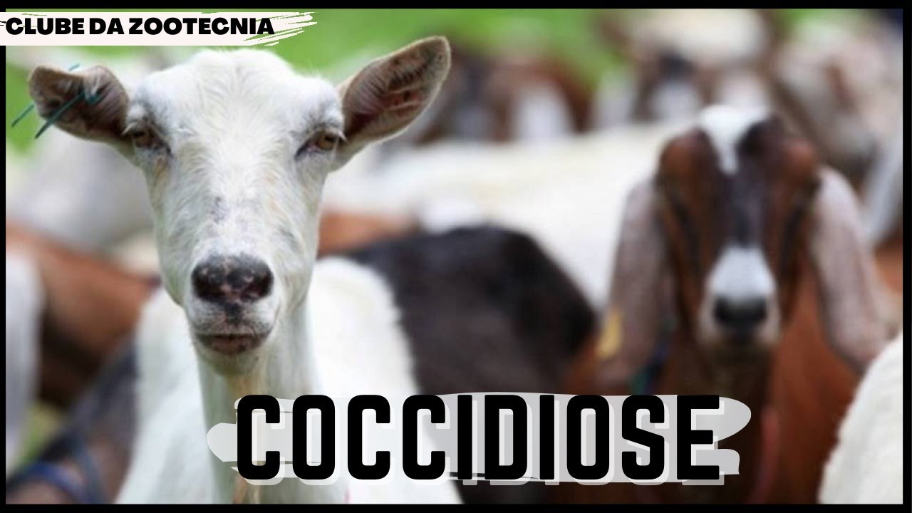Conhe&ccedil;a a COCCIDIOSE OU EIMERIOSE [DOEN&Ccedil;A PARASIT&Aacute;RIA DE RUMINANTES]