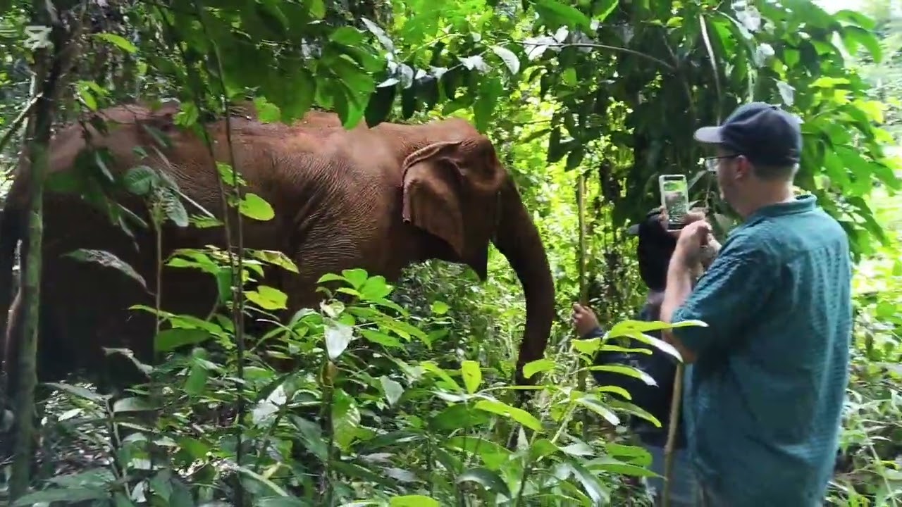 First tourists from USA washing Elephants in the river.#Elephants#Cambodia#trekking.