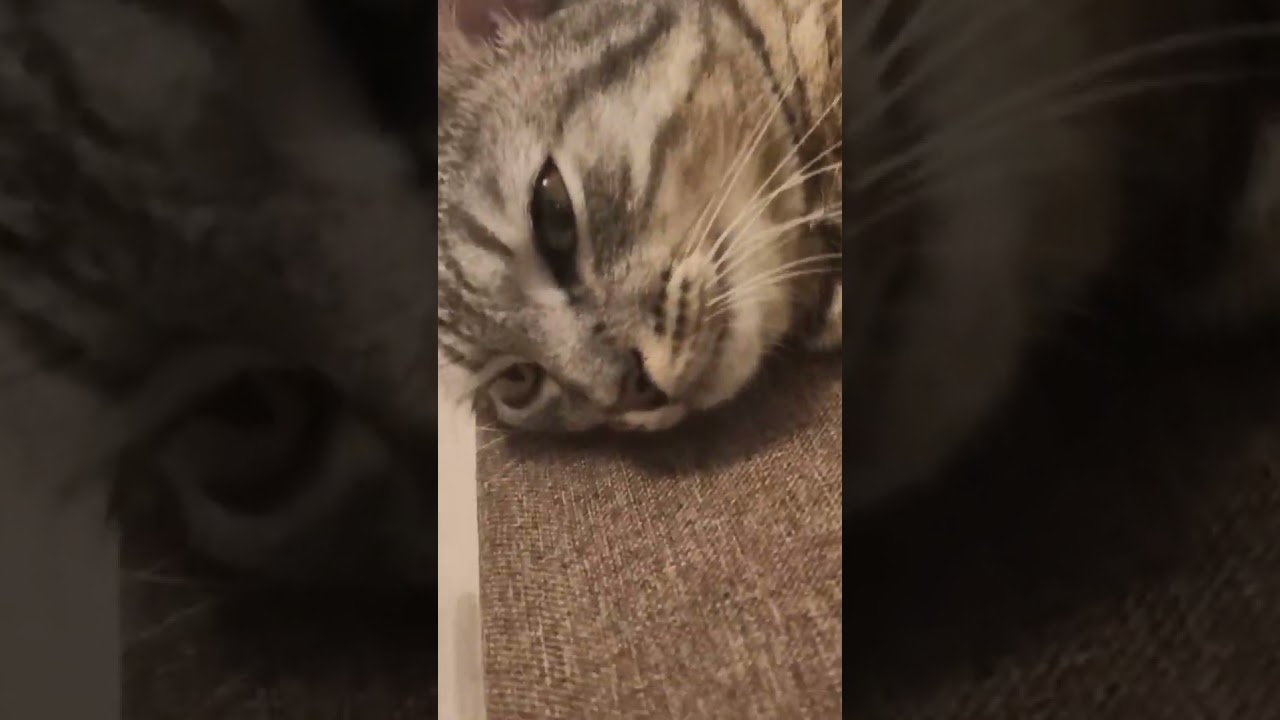 #2cats #funnycats