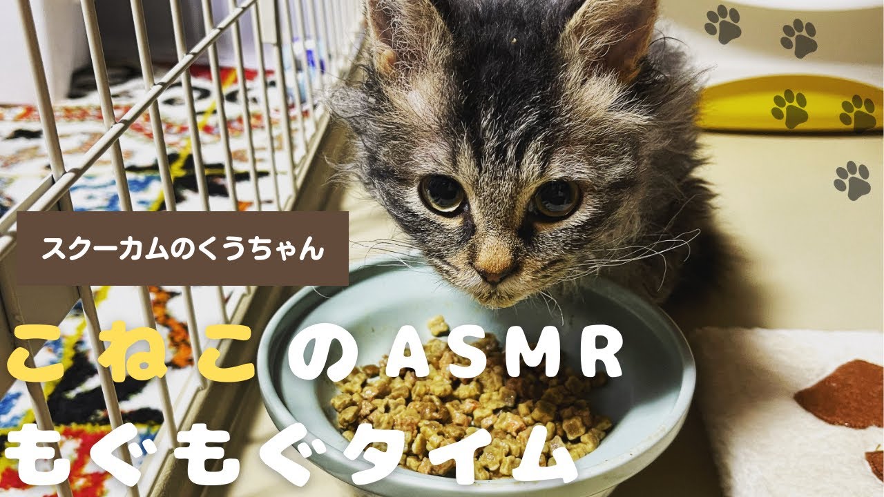 【子猫】静かな夜と子猫くうちゃんのもぐもぐタイム