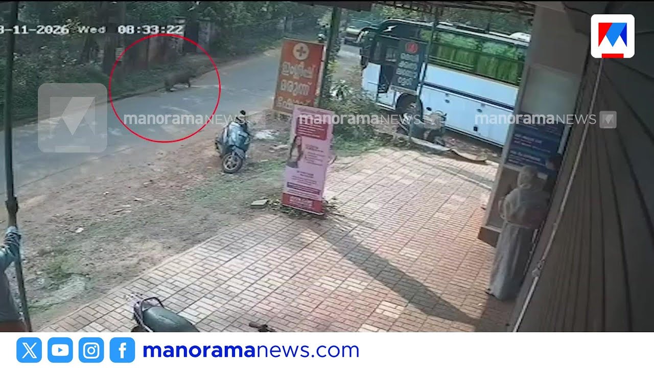 കാട്ടുപന്നി ഇടിച്ച് ബൈക്ക് യാത്രക്കാർക്ക് പരുക്ക്; സിസിടിവി ദൃശ്യം | kozhikode | wild pigs