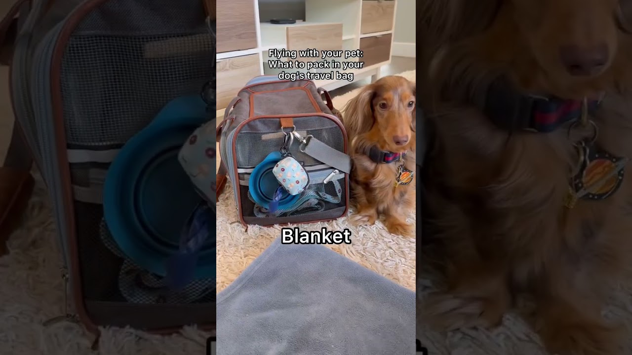 How to fly with your dog!✈️ #shorts #flyingwithdogs #travel #dachshund