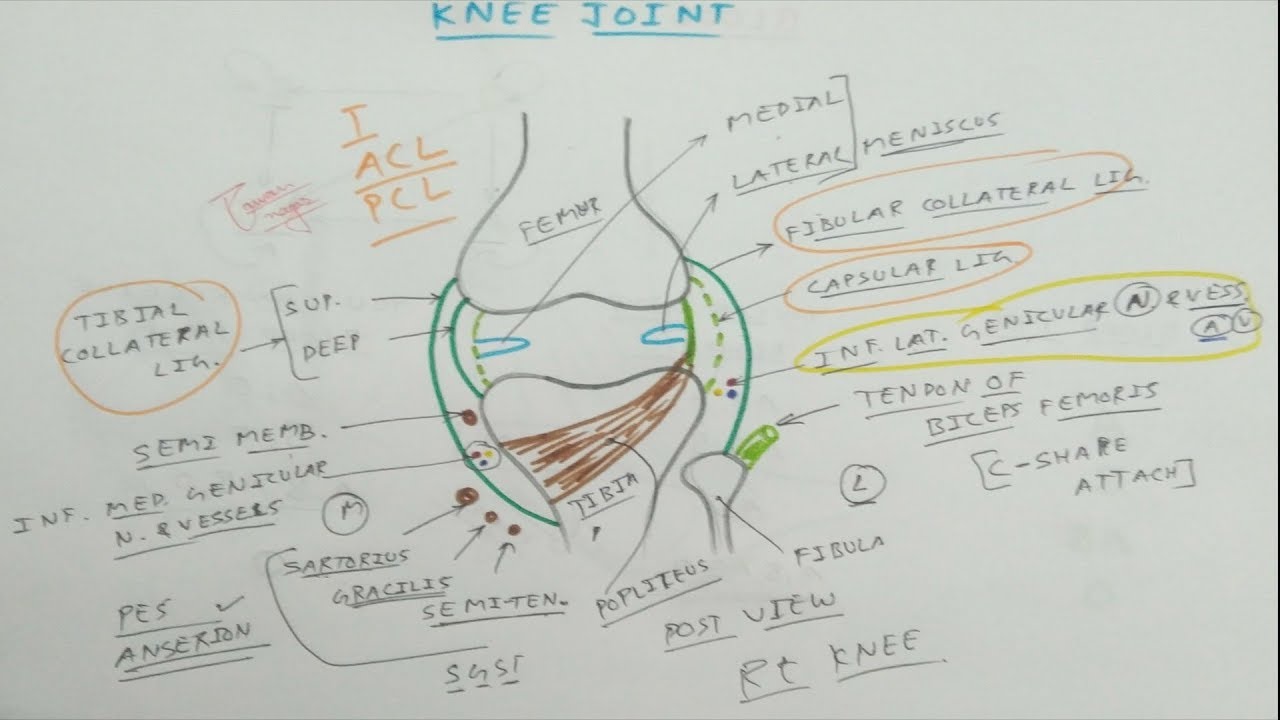 Knee Joint Anatomy - 1, Basic | Dr. Pawan nagar