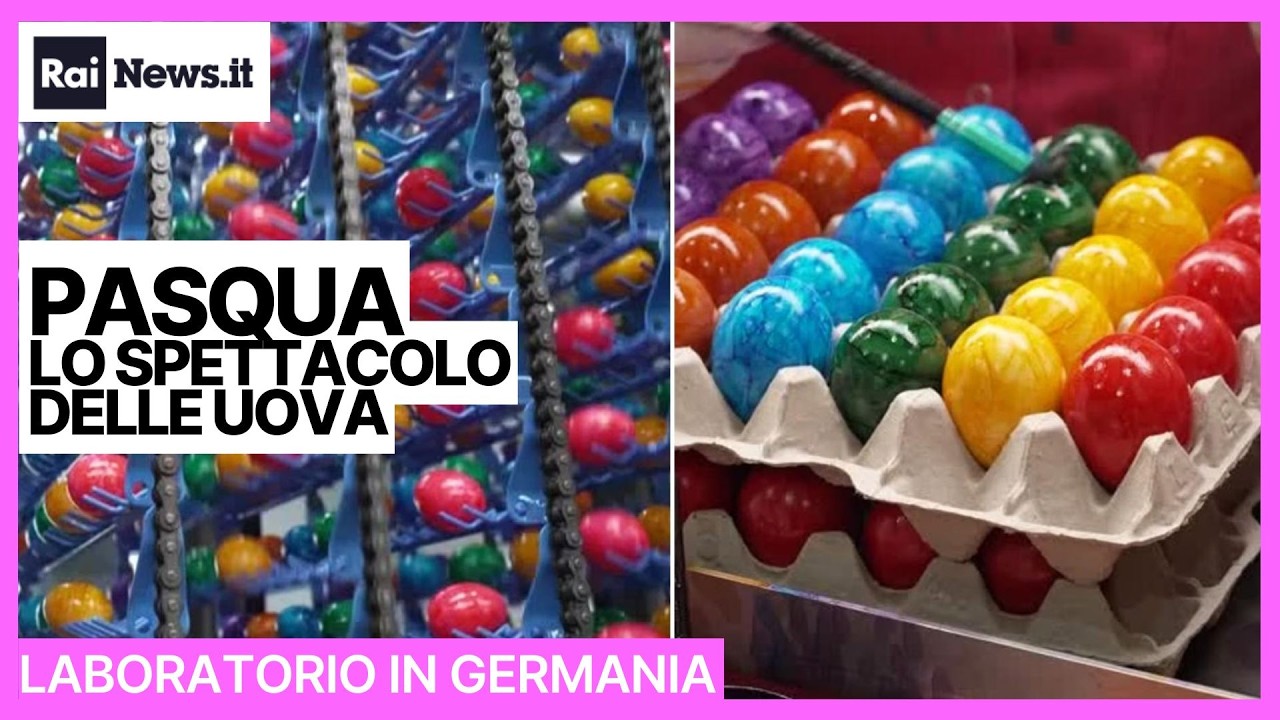Pasqua, lo spettacolo delle uova: la “catena di montaggio” in un laboratorio in Germania