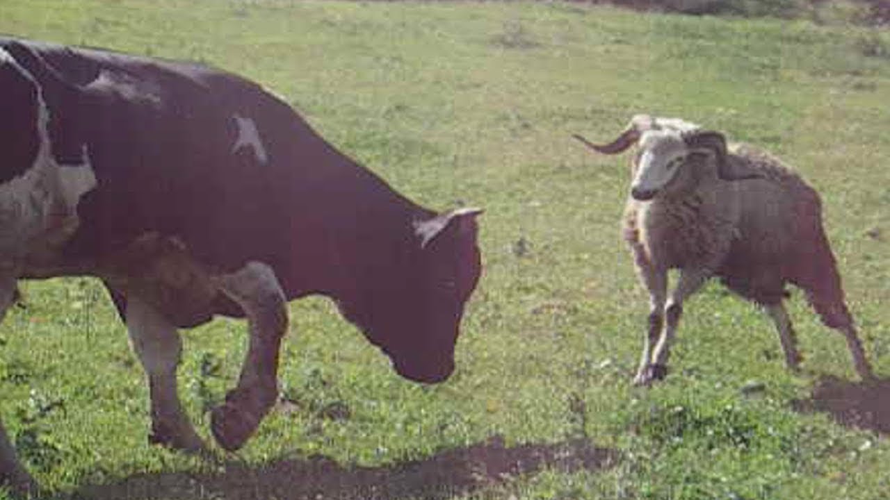 Crazy Sheep Terrorizing Bull