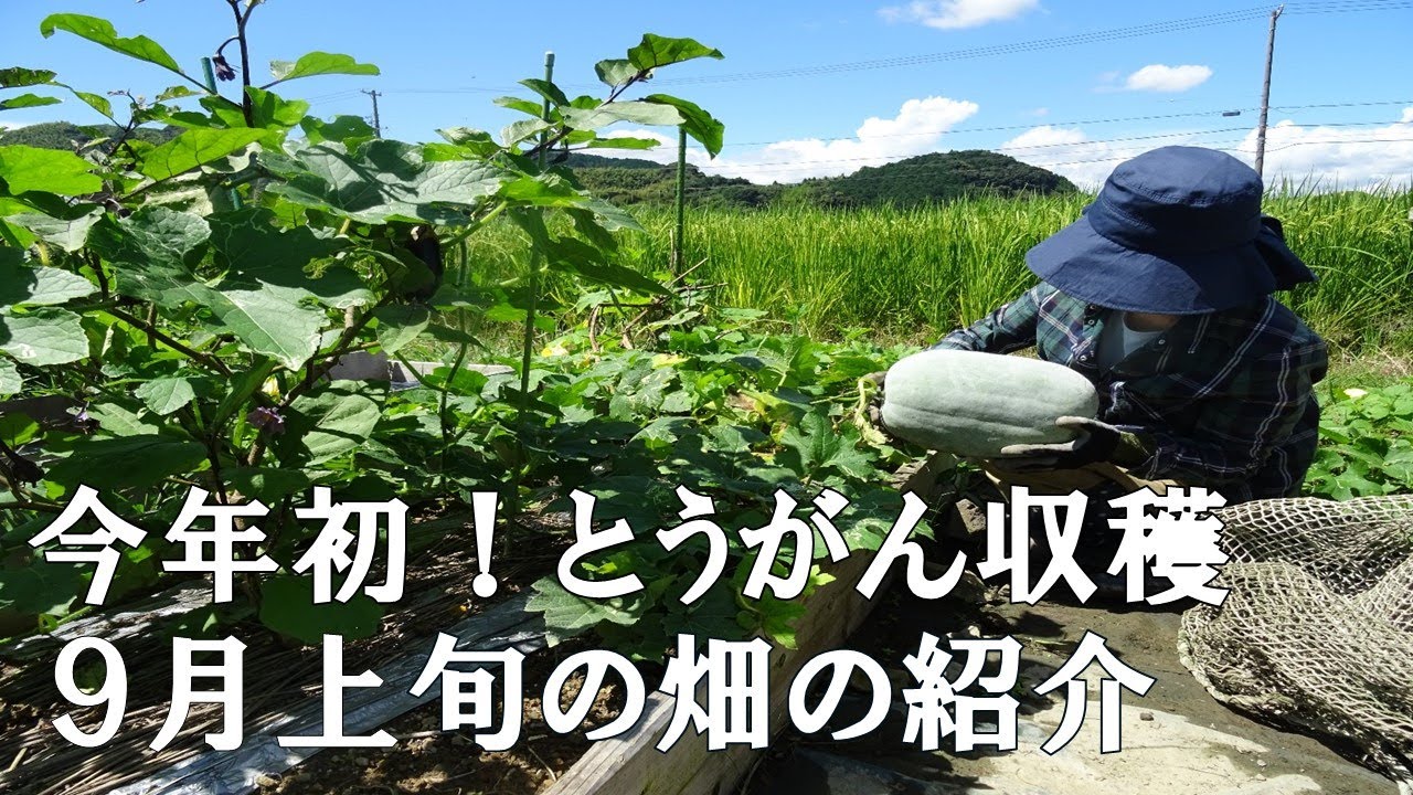 【家庭菜園】とうがん、やっと収穫できました‼うらなりスイカ残念　9月上旬の畑