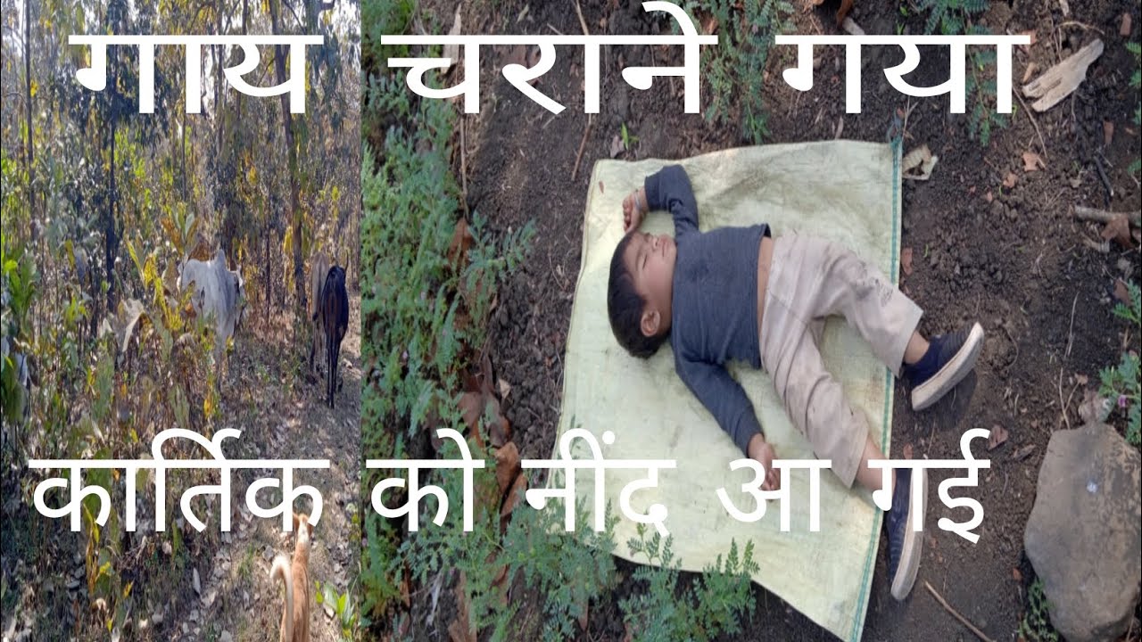 आज मैं खेत में गाय और बैल चराने गया। तो कार्तिक को नींद आ गई #anar singh vlog