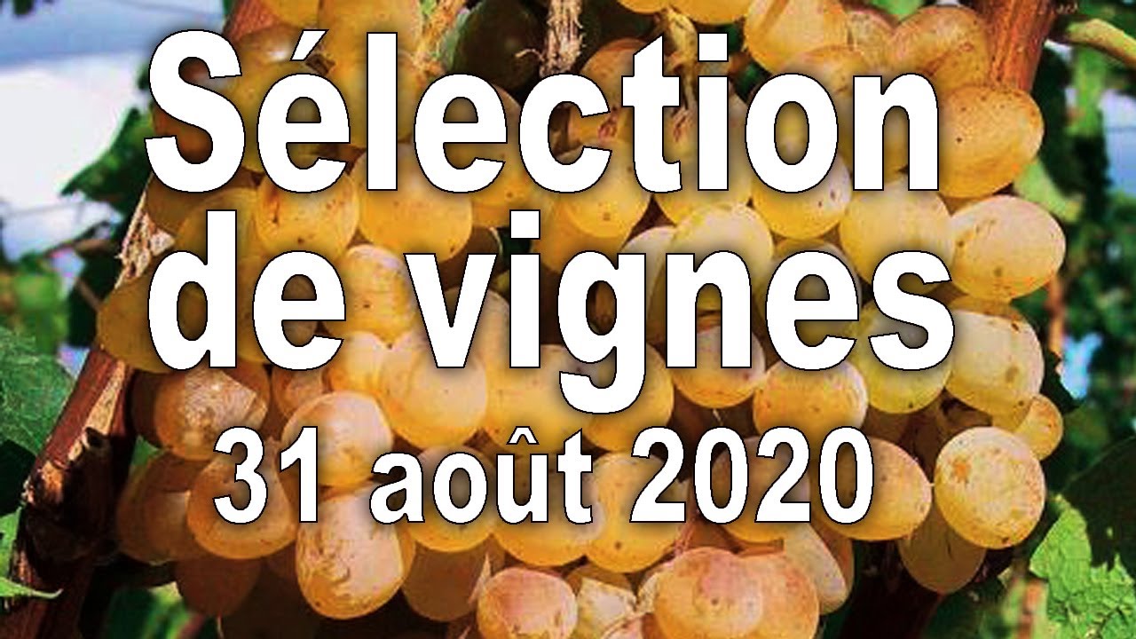 Vignes, Sélection des vignes serre n°1