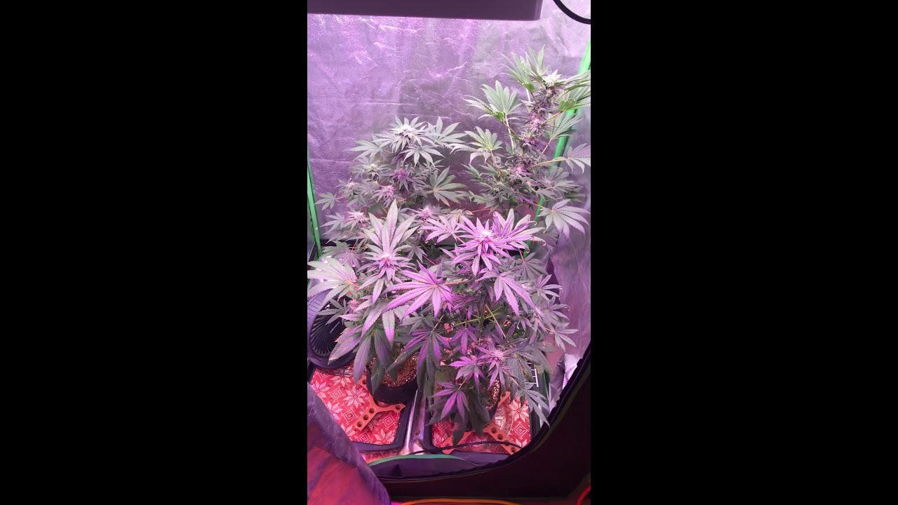 Last grow for the king