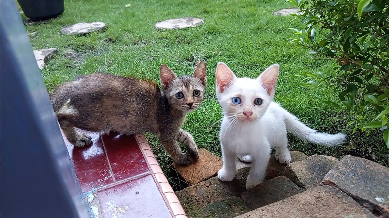 Si Kecil Energik! Gemasnya Kucing Pagi Ini