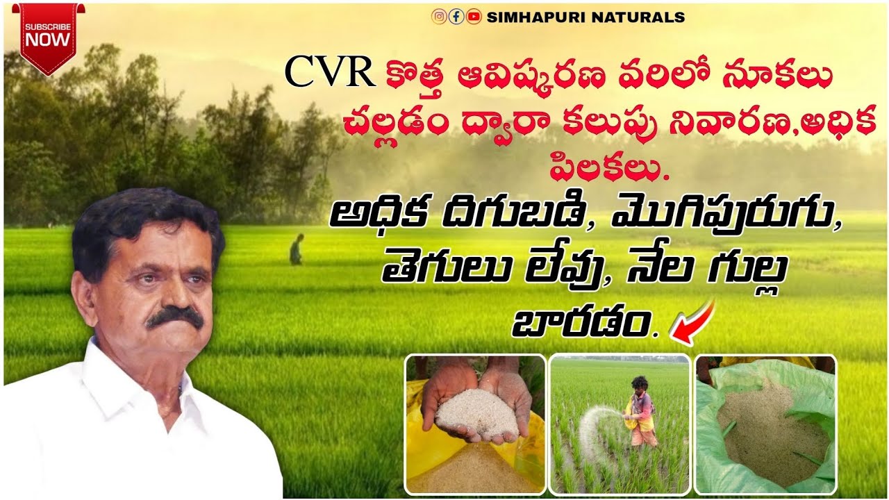 CVR శక్తి-వరి లో నూకల ద్వారా కలుపు నివారణ, అధిక దిగుబడి. వరిలో సేంద్రీయ పద్ధతి ద్వారా కలుపు నివారణ 