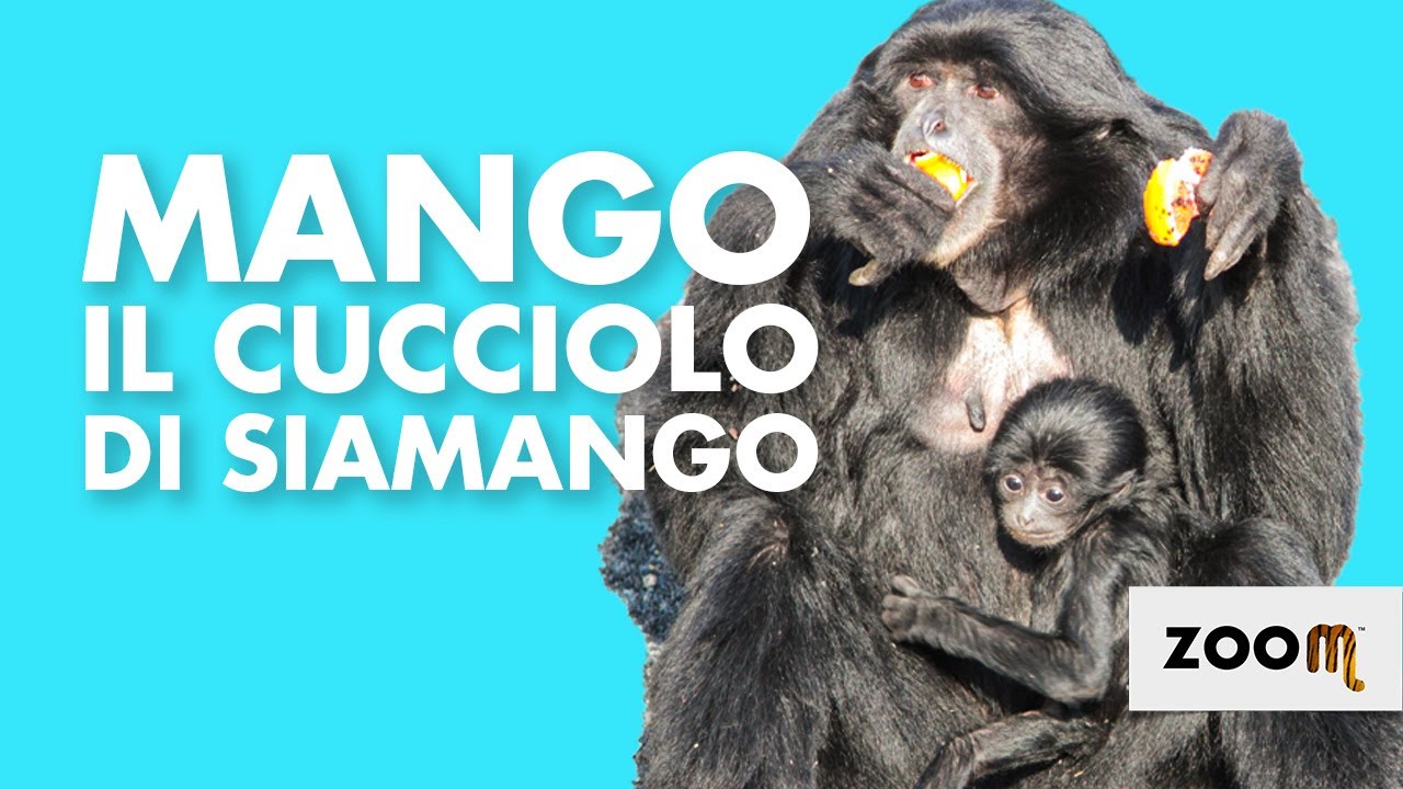 Mango, il cucciolo di siamango - Zoom Torino