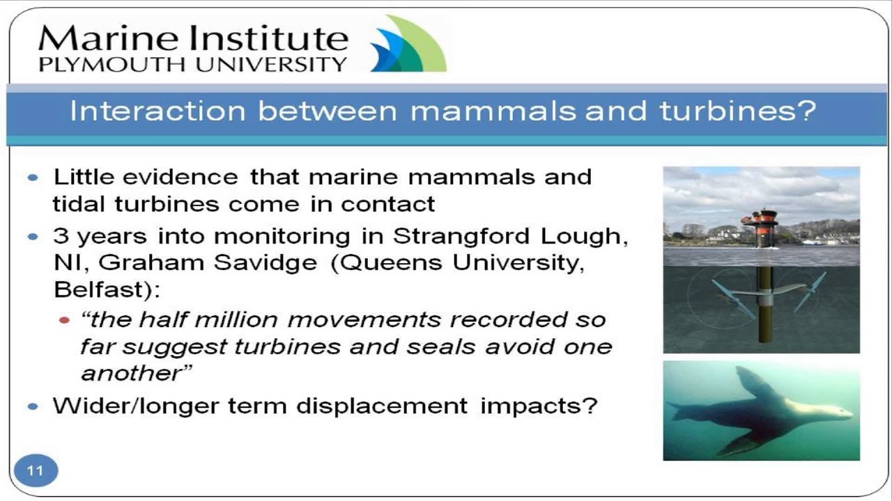 The environmental impact of marine renewable energy