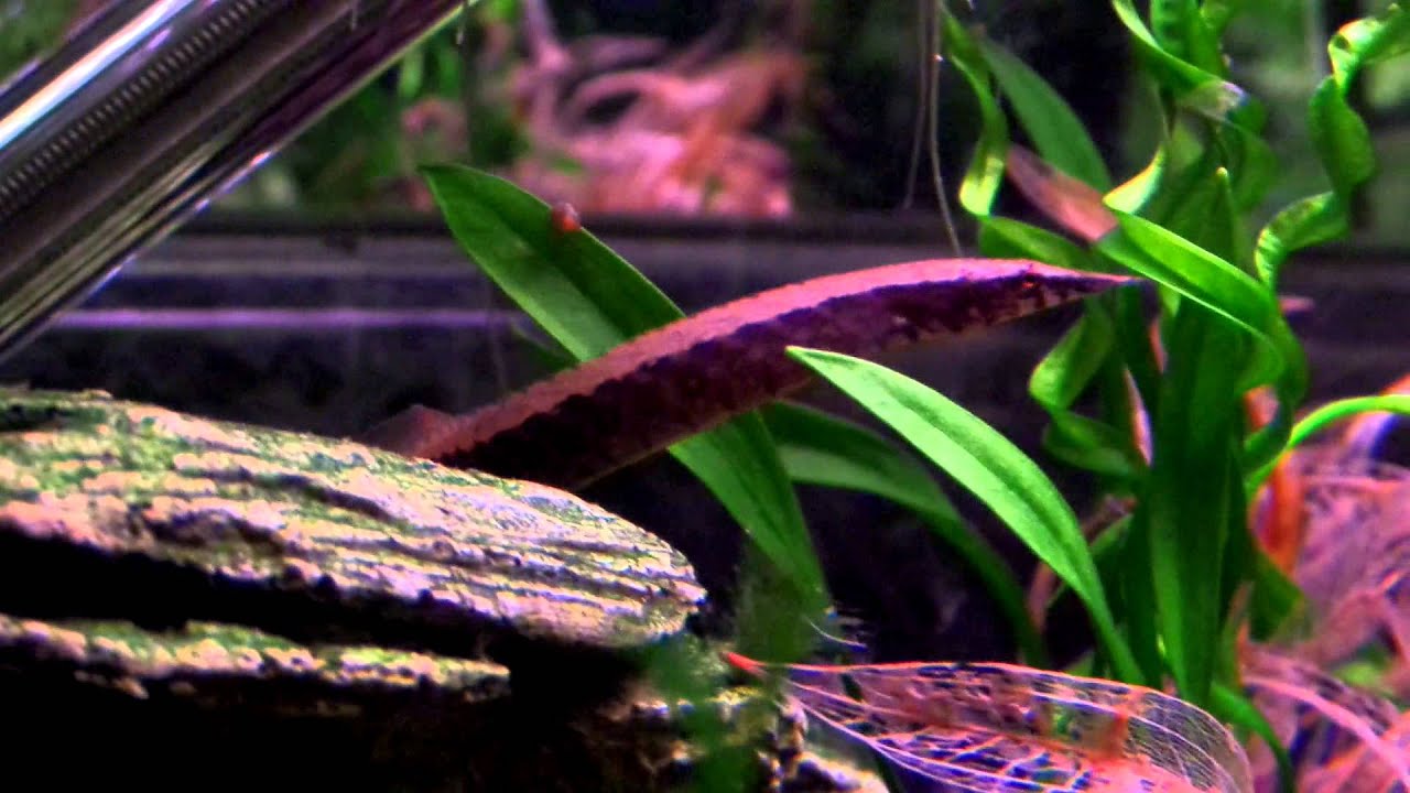 10 Gallon - Half-banded Spiny Eel 2