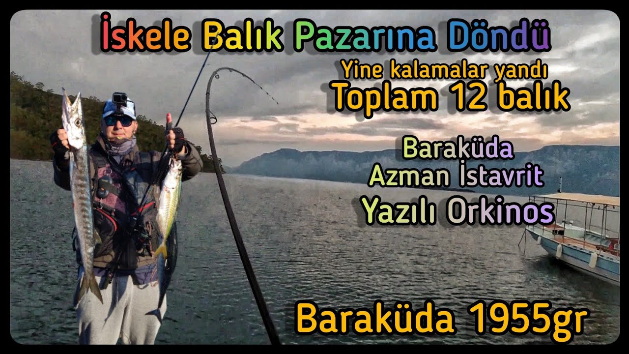 İskele balık haline döndü 20 dakika 12 balık #baraküda #azmanistavrit #yazılıorkinos #gökovalrfavı