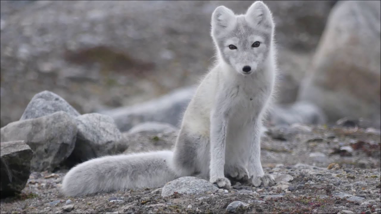 La Faune du Svalbard.
