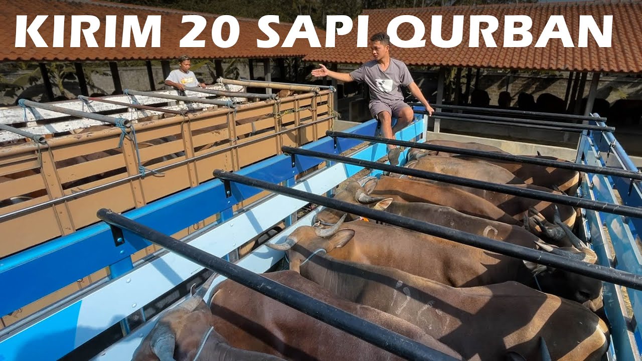 PENGIRIMAN DIMULAI !! 20 SAPI QURBAN EKONOMIS BERANGKAT KE ARAH BARAT