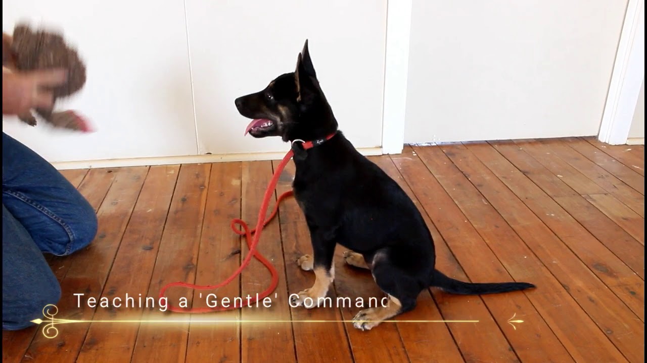 Gentle Command