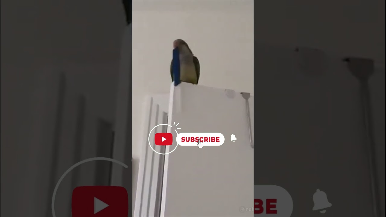 Amusing Animal Moments 133 🤩 Mischievous Kitty Cats Dogs Pets Laugh Viral Video