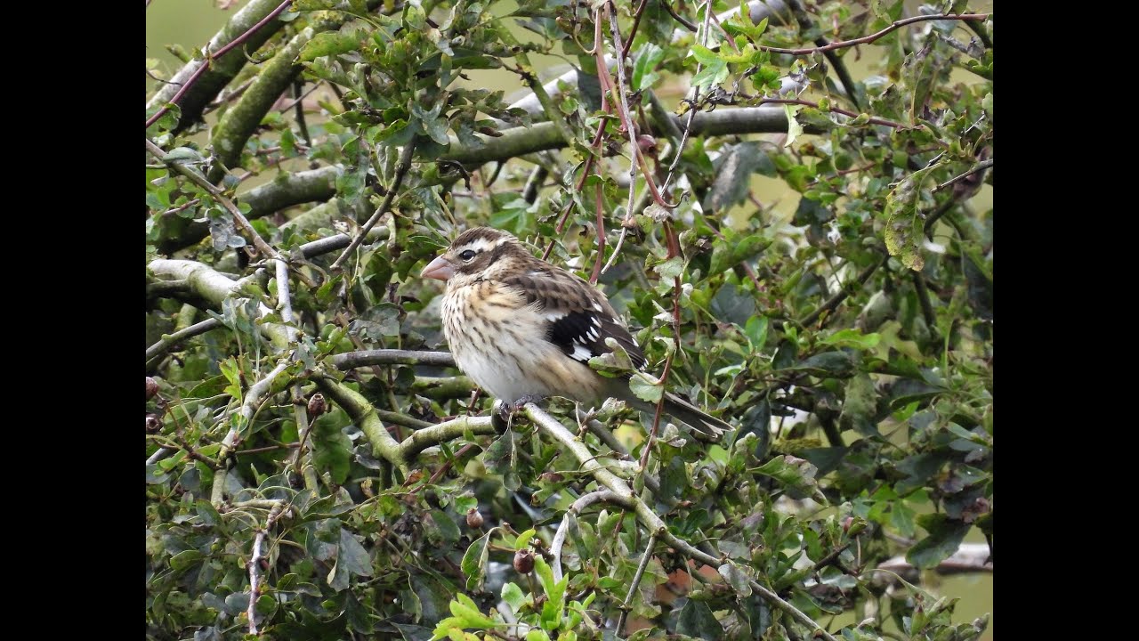 Birding on The Shetlands - September 2021