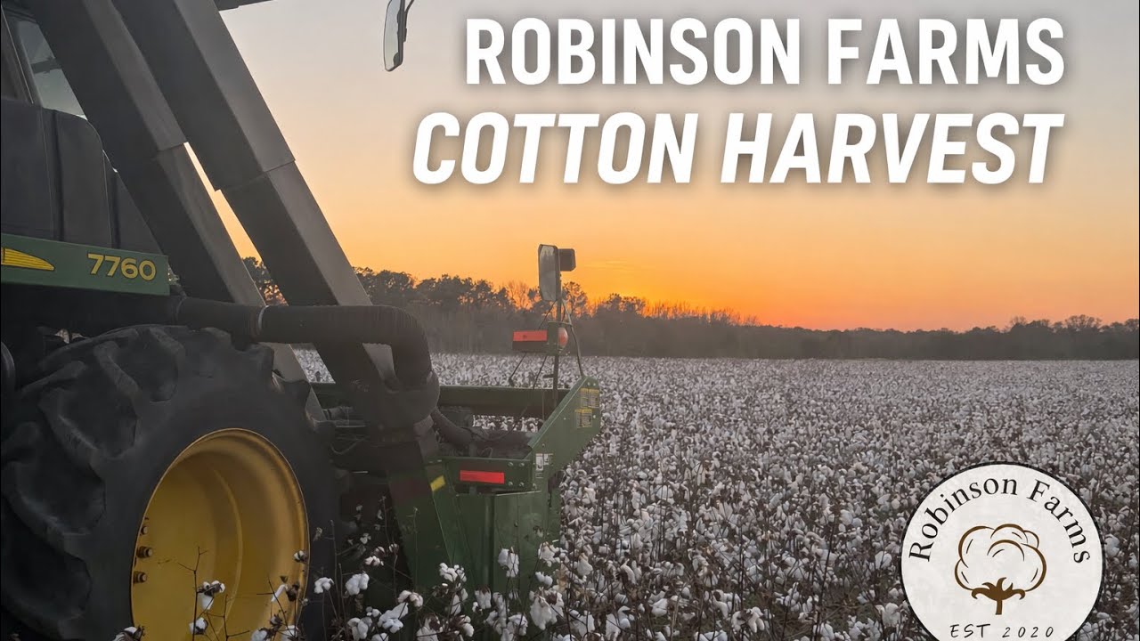 Picking cotton 
