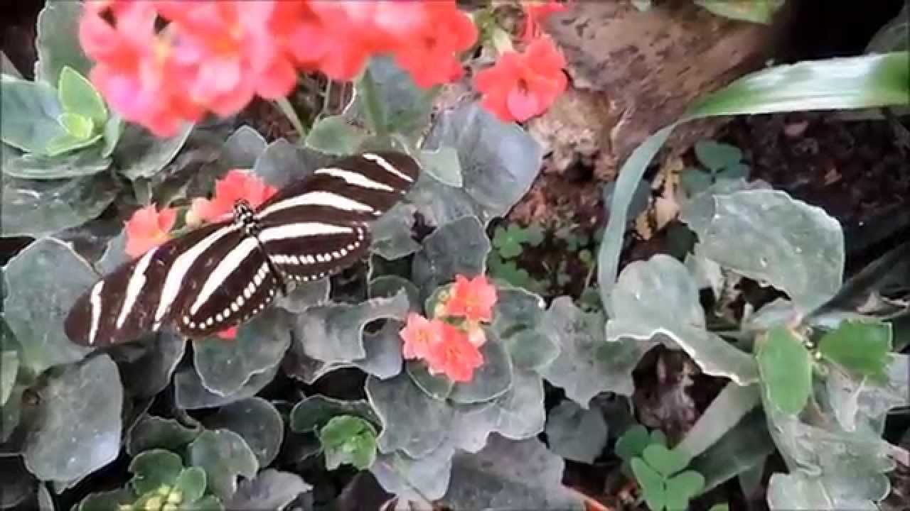 PARADISE OF BIRDS AND BUTTERFLIES- MINDO -ECUADOR 0 HD