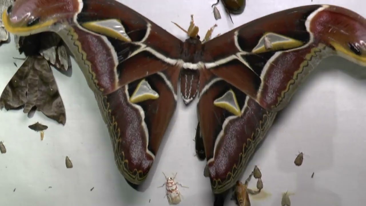 Atlas Moth night at Frasers Hill Malaysia 2024
