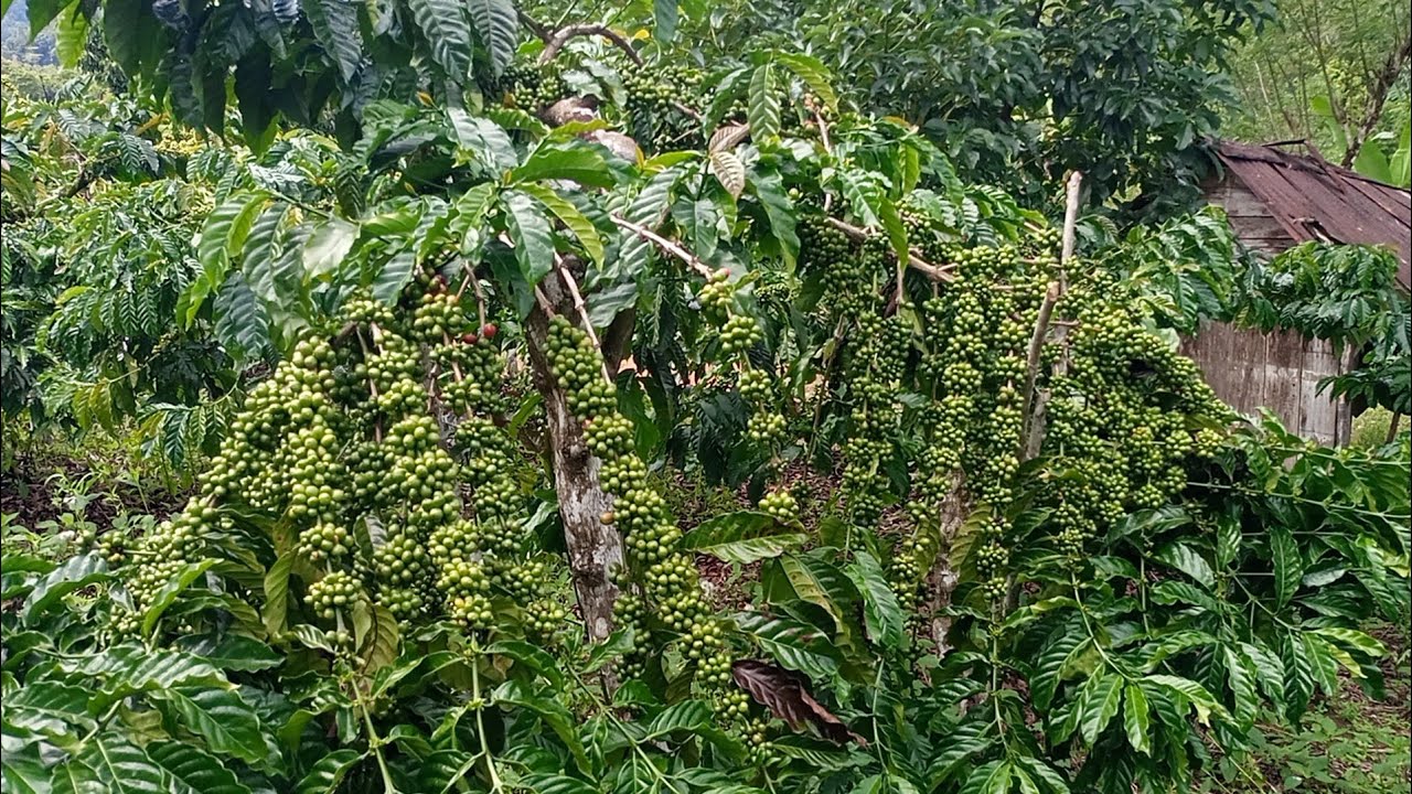 KOPI ARSYAD SALAH SATU KLON UNGGULAN || WAJIB DI KEMBANGKAN