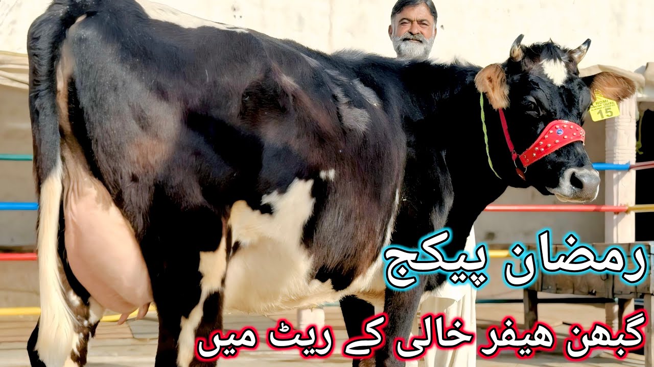 CHAKWAL | 3 Months To 8 Months Pregnant heifers | Ready to semen heifers