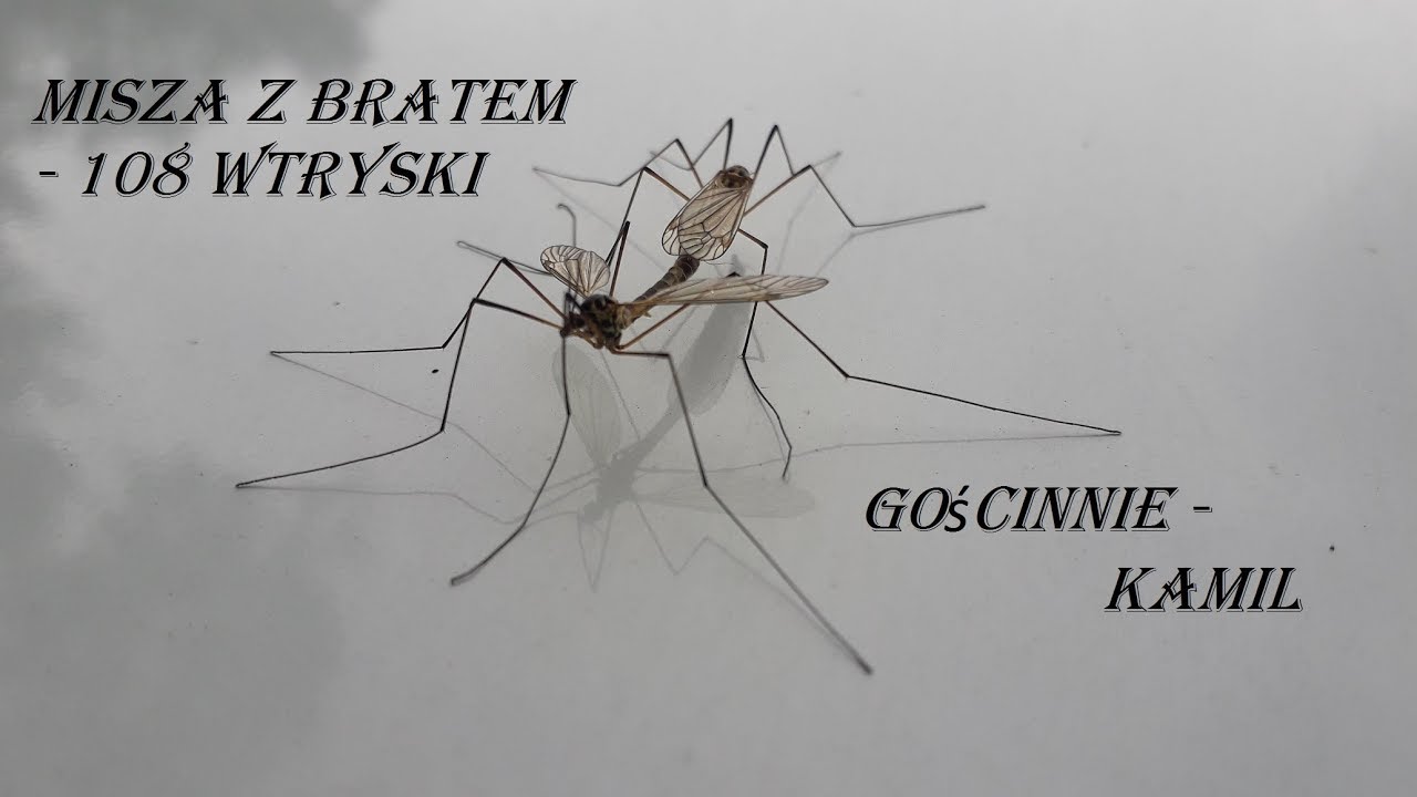 Misza z Bratem - 108 Wtryski