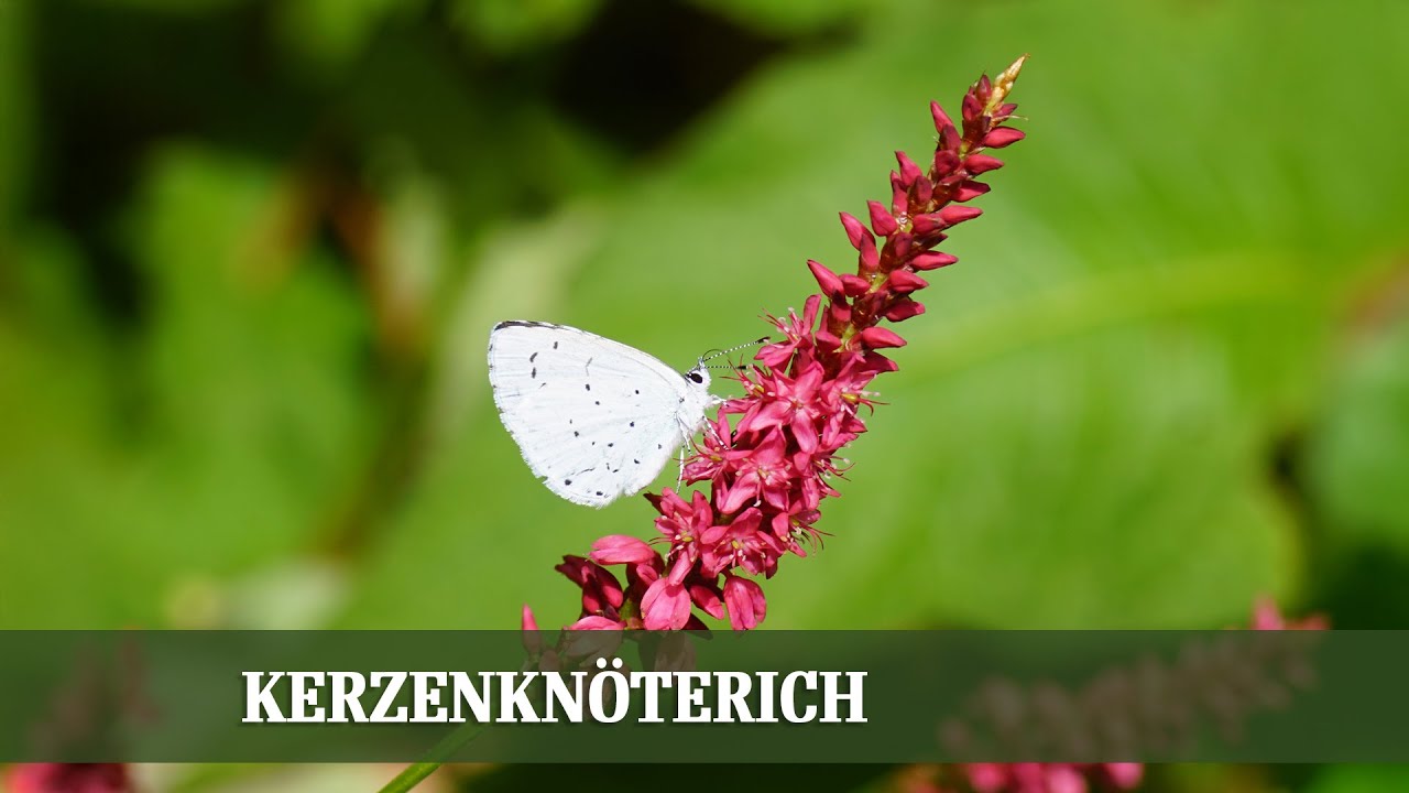 Kerzenknöterich – die unterschätzte Staude für Spätsommer und Herbst