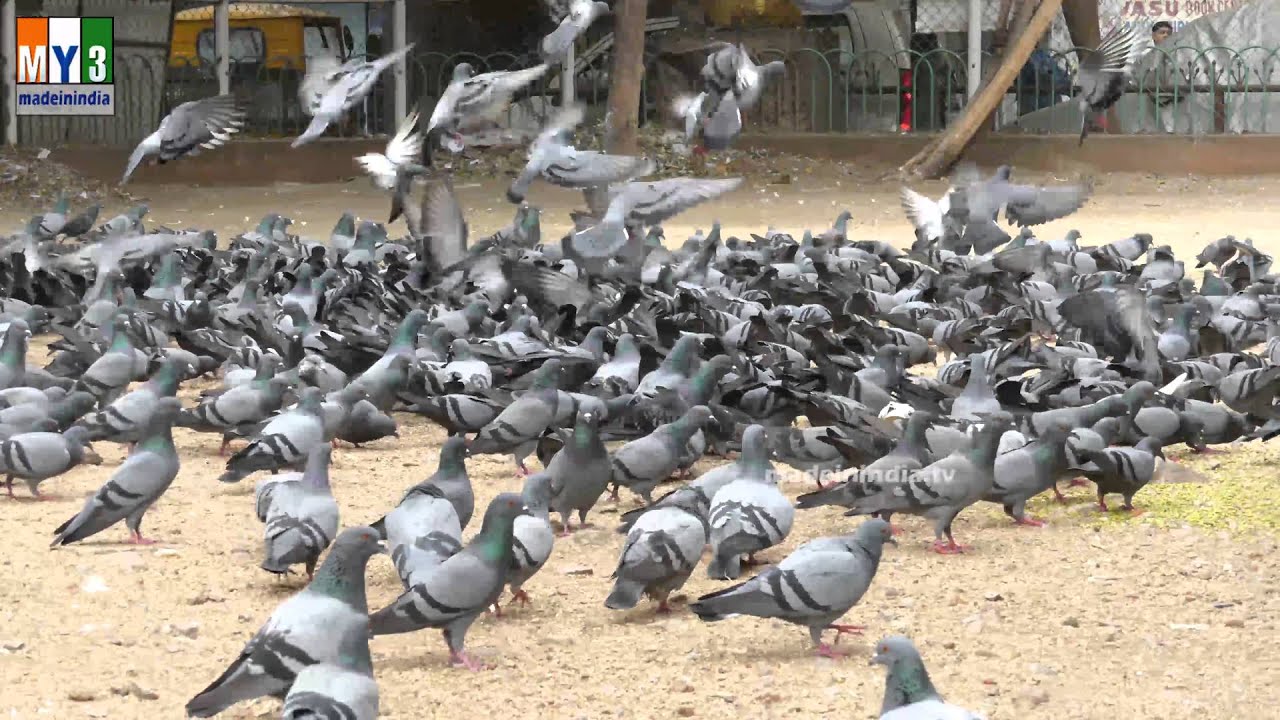DOVE | PAVURALU | Pigeons | 4K VIDEO | ULTRA HD VIDEO
