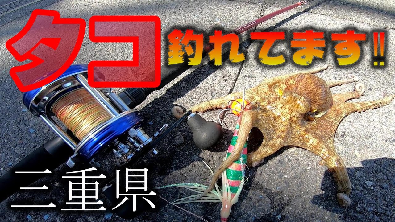【三重県 タコ釣り】今年たこから確定な