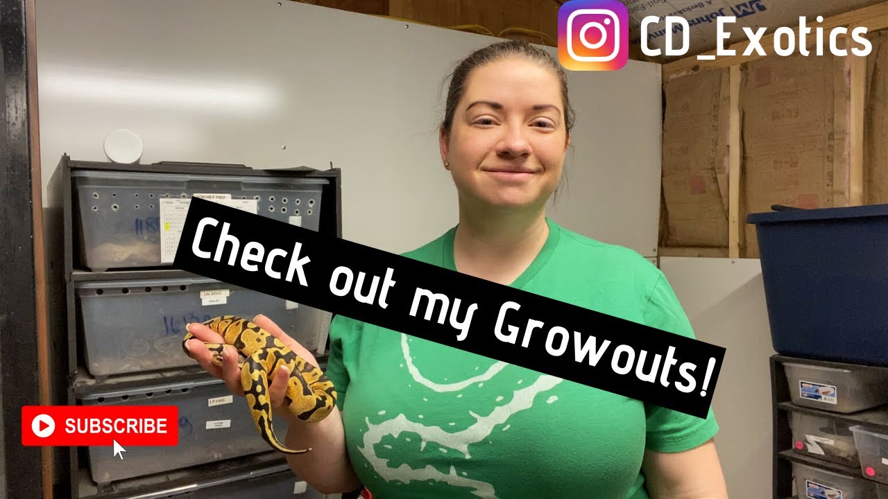 Ball Python Collection Tour: My Female Growouts