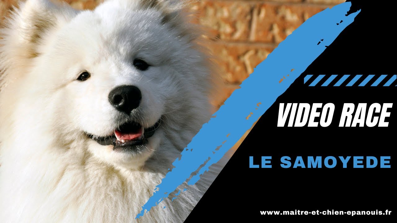 Le point complet sur le Samoy&egrave;de