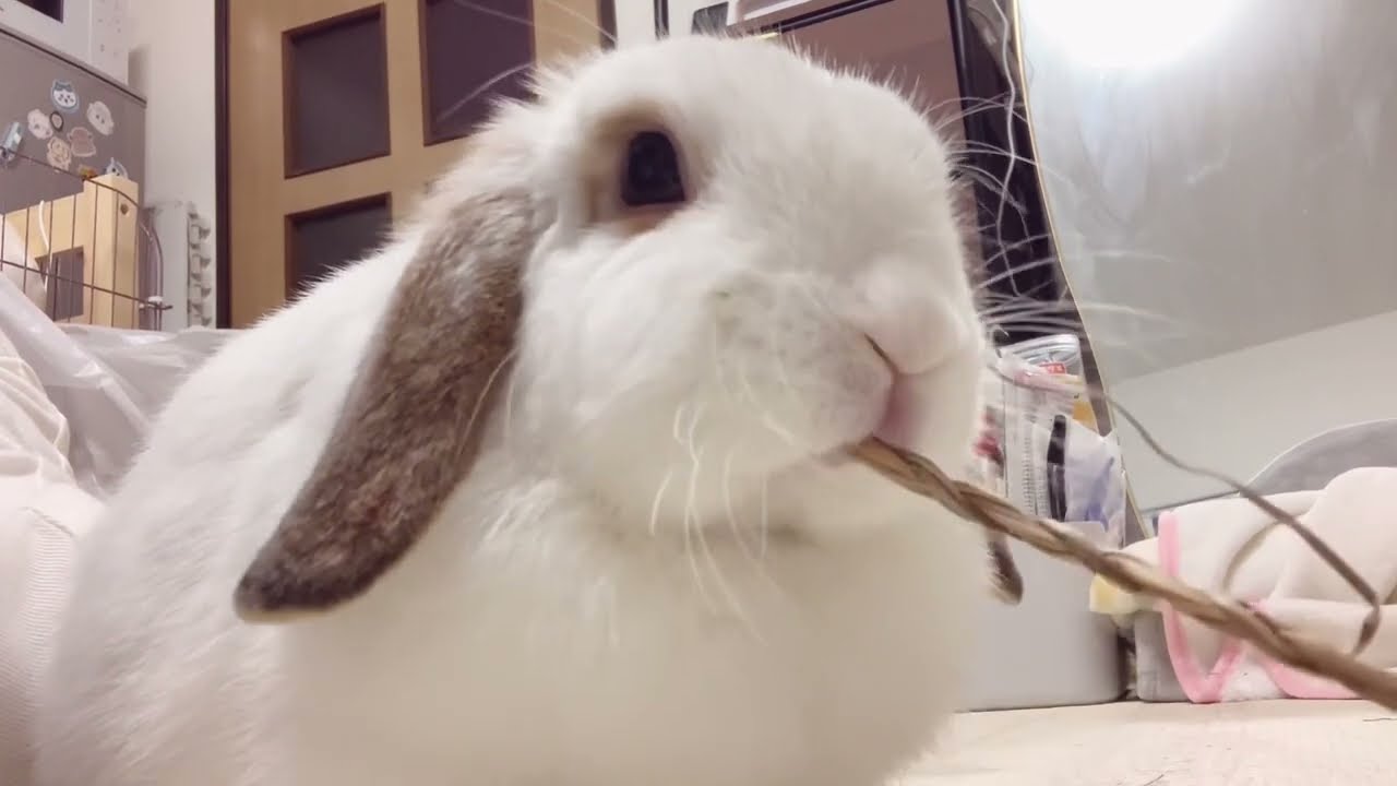 ワンルームで放し飼いのうさぎと暮らす女の環境紹介兼ルームツアー🐇ホーランドロップ,ペット,部屋んぽ