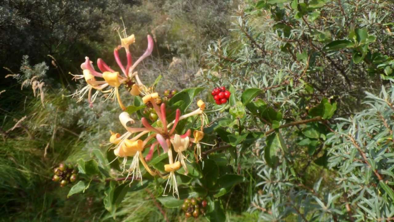 Herfst 2012 Katwijk zuid- en noordduinen .wmv