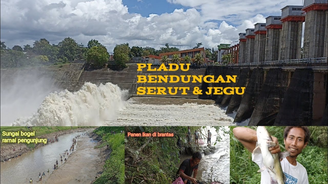 PLADU BENDUNGAN JEGU DAN SERUT||MASYARAKAT PANEN IKAN||BERKAH PLADU BRANTAS