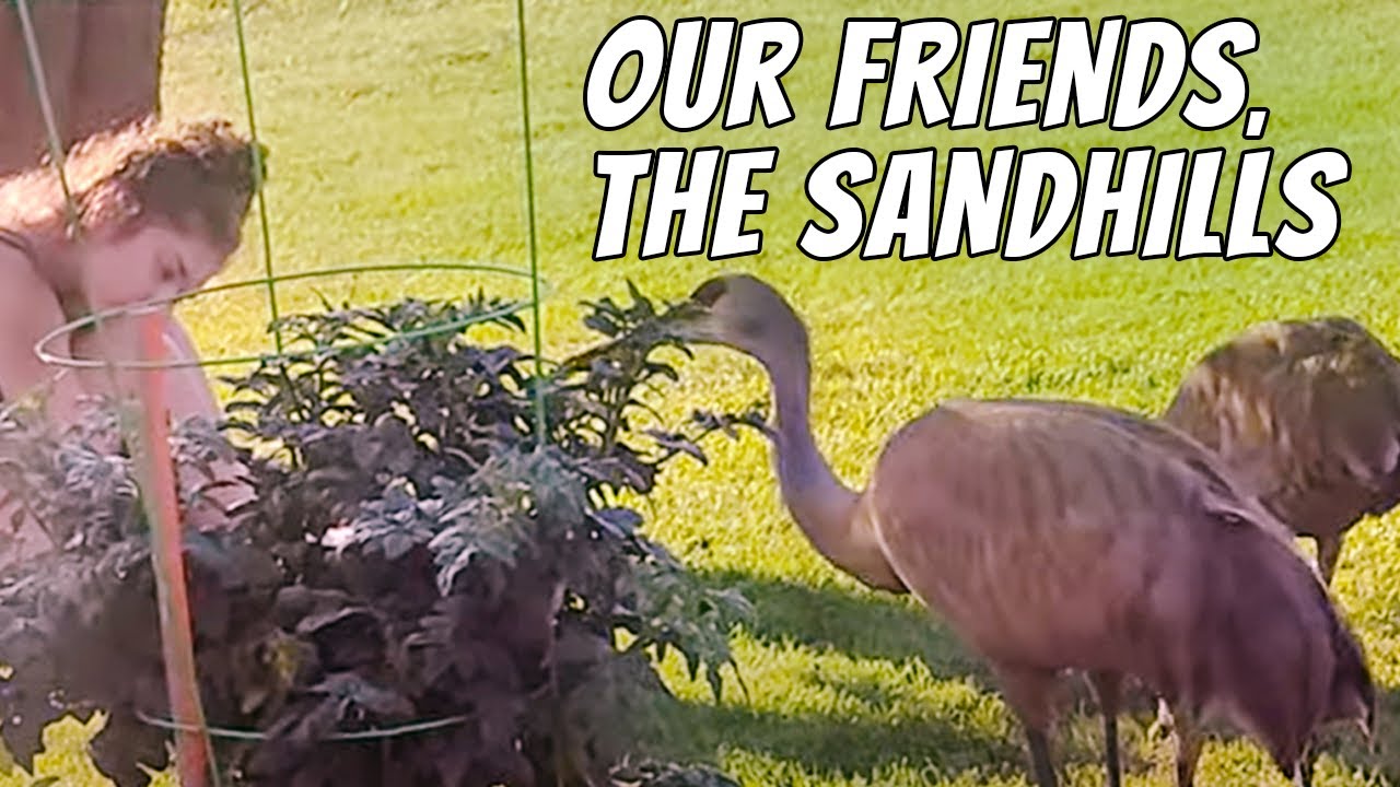 Our Friends🥰the Sandhill Cranes #sandhillcranes #bigbirdslovers #fishingbird #hungrybirds #trust