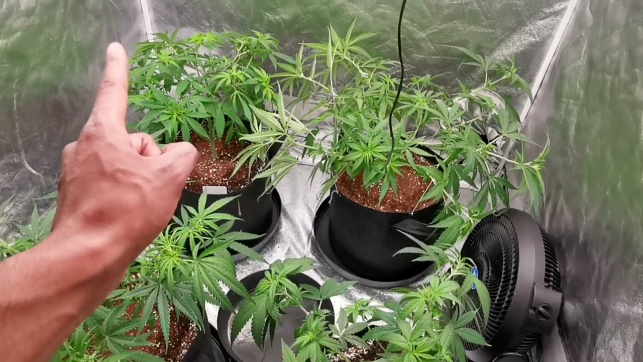FULL GARDEN UPDATE: Last Update for the Dark Phoenix, Exodus Cheese & GH Cheese before Harvest! 😎👊🏾🔥