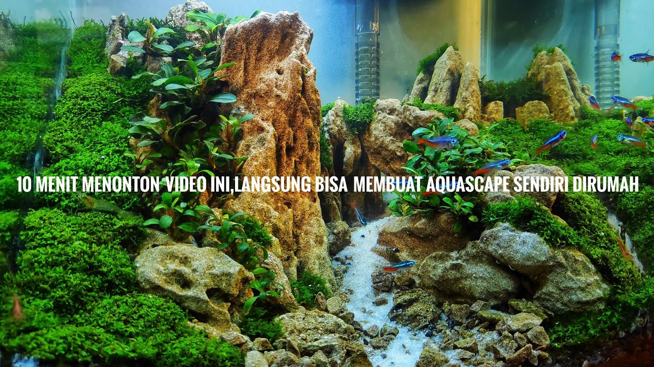 #115 Cara Membuat Aquascape untuk pemula paling mudah