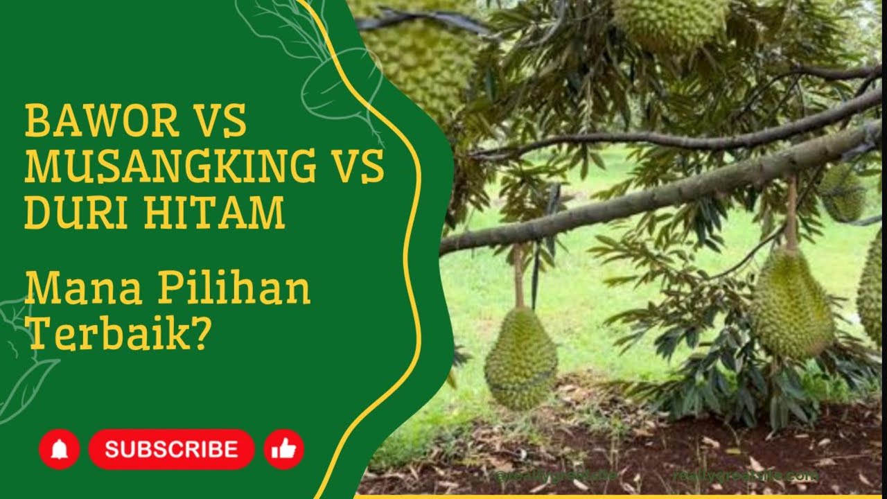 Durian Bawor vs Durian Musangking vs Durian Duri Hitam- Mana Pilihan Terbaik?