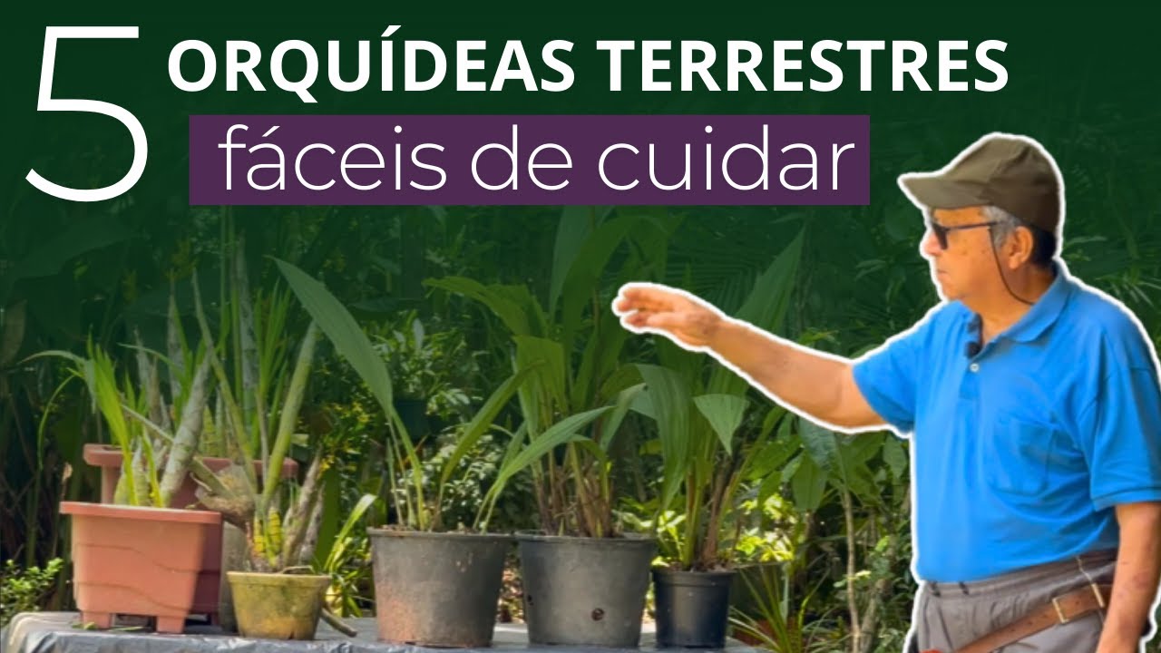 5 ORQUÍDEAS TERRESTRES - MASUJI KAYASIMA