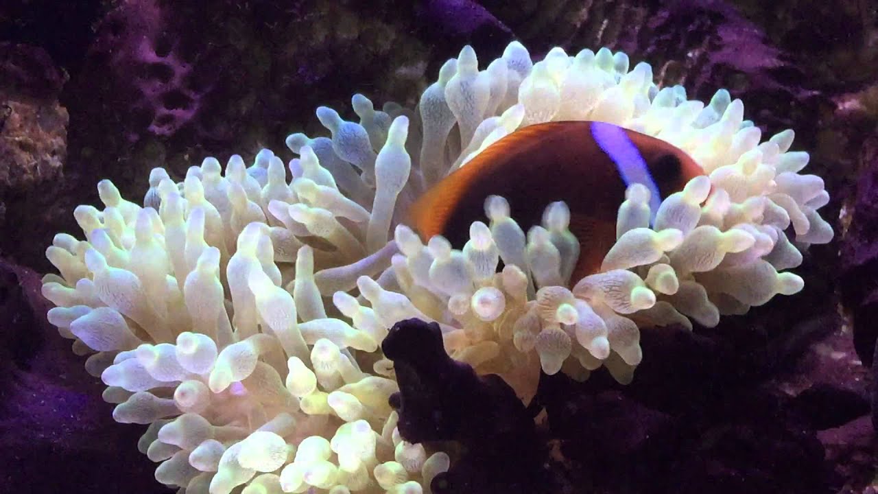 Tomato clown hosting Anemone.